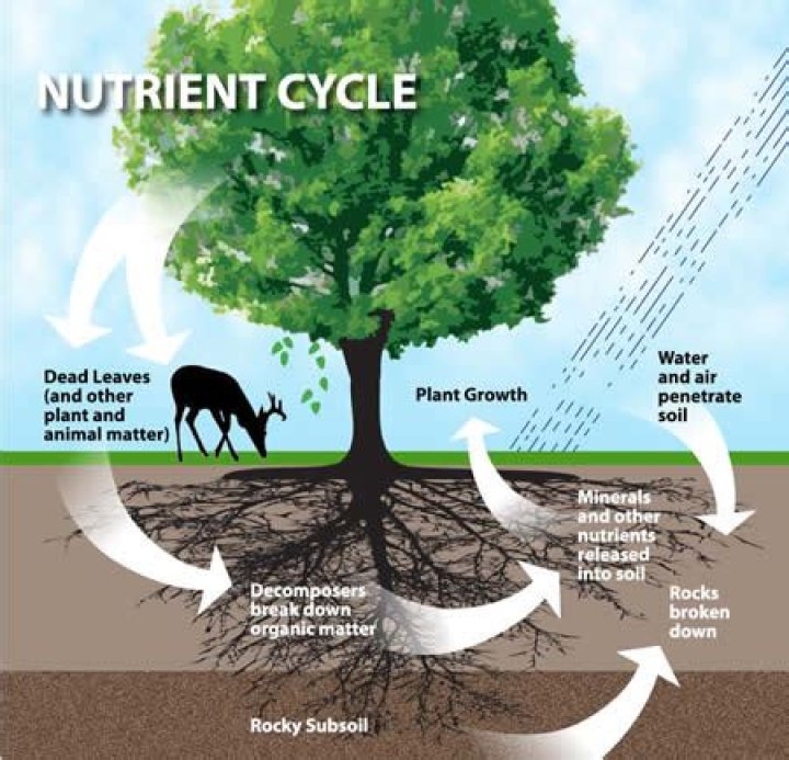 How is nutrients recycled in an ecosystem?
