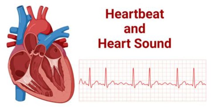 How is the heartbeat controlled?