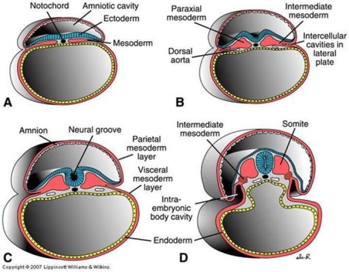 How is the Intraembryonic Coelom formed?