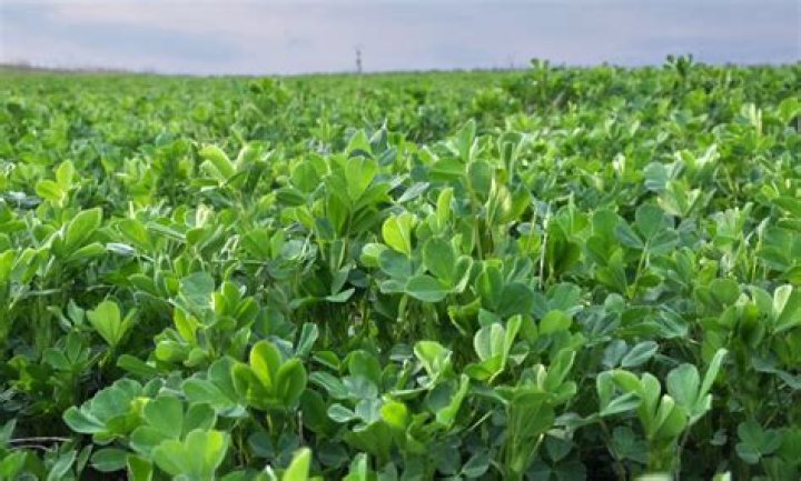 How late can Alfalfa be planted?