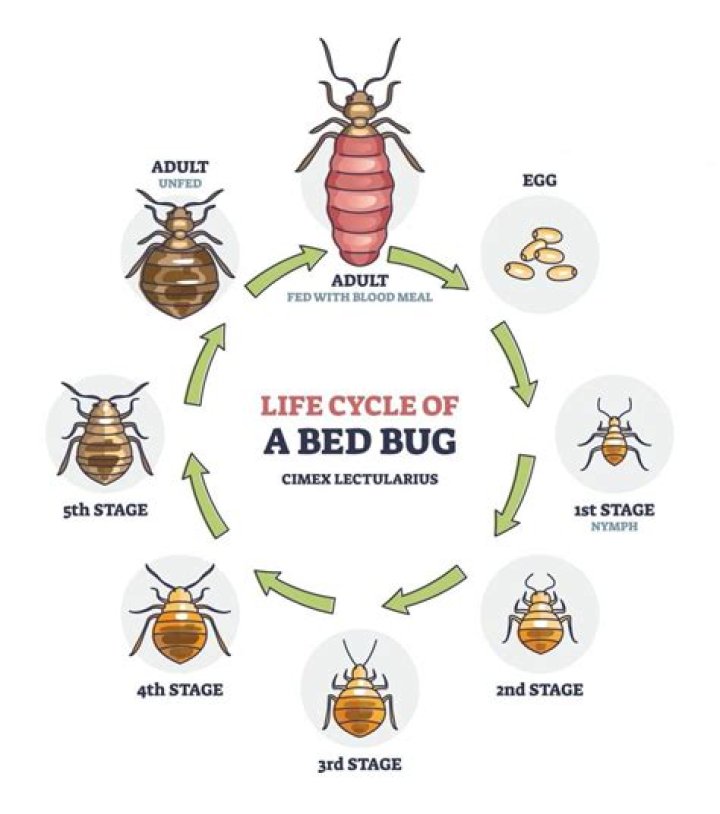How long can bed bug eggs live?