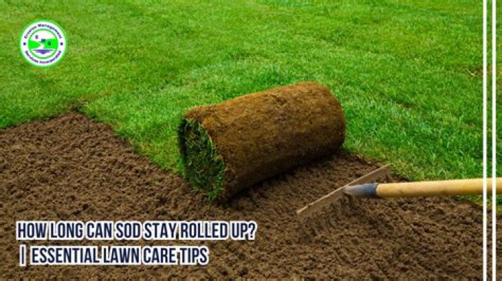 How long can sod stay rolled up?