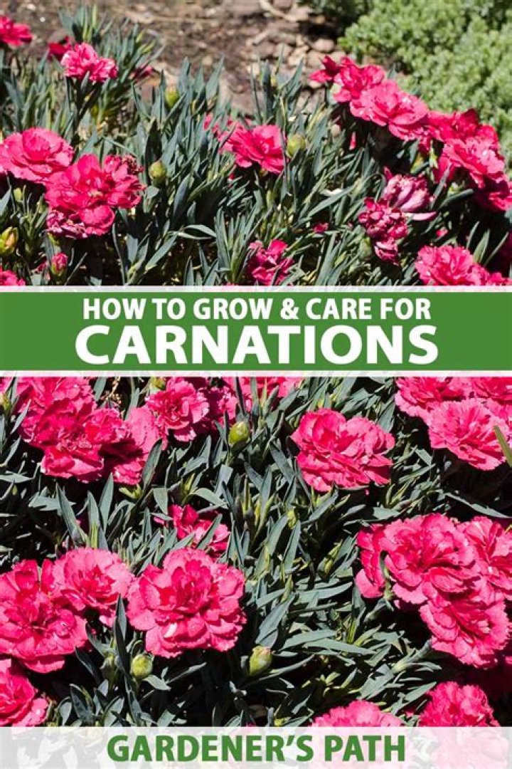 How long do carnations take to flower?