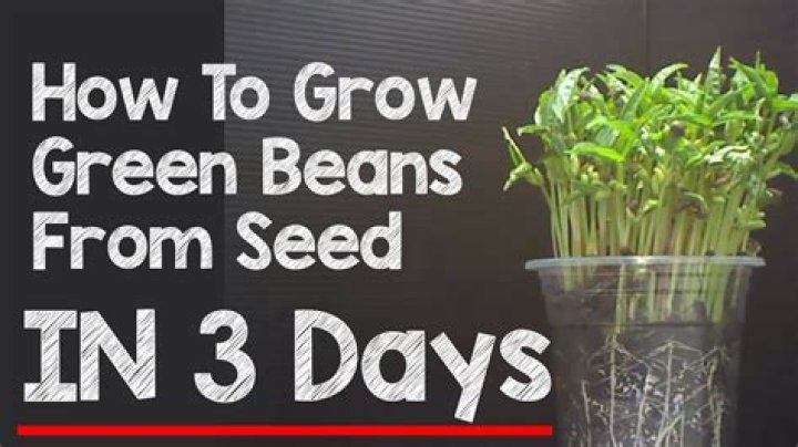 How long do green beans take to grow from seeds?
