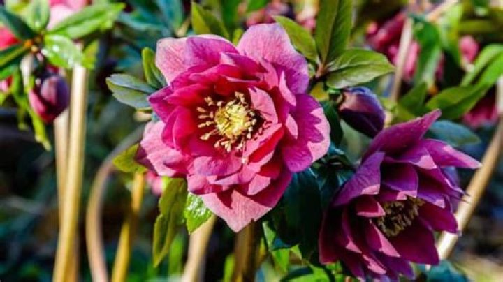 How long do Lenten roses bloom?