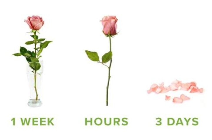 How long do Royal Roses last?