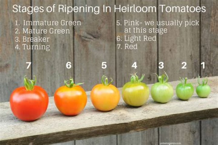 How long do tomatoes produce?