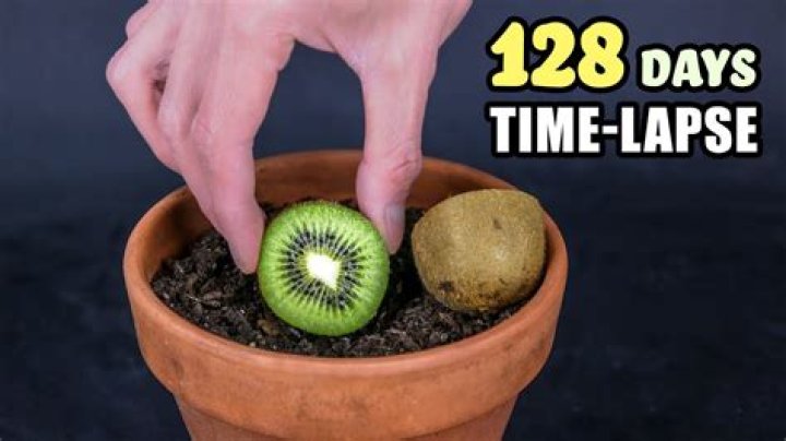 How long does it take for a Kiwi to grow?