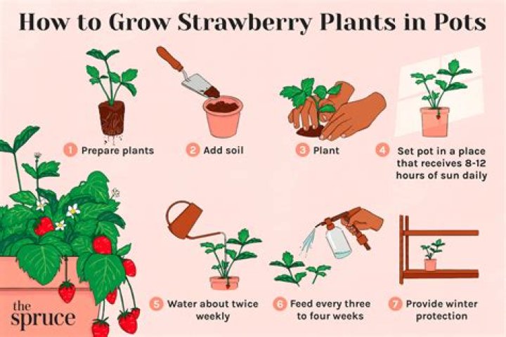 How long does it take for strawberries to grow?