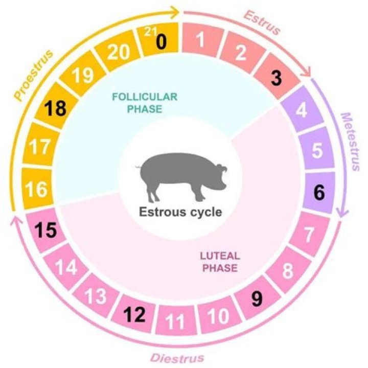How long is the estrous cycle in pigs?