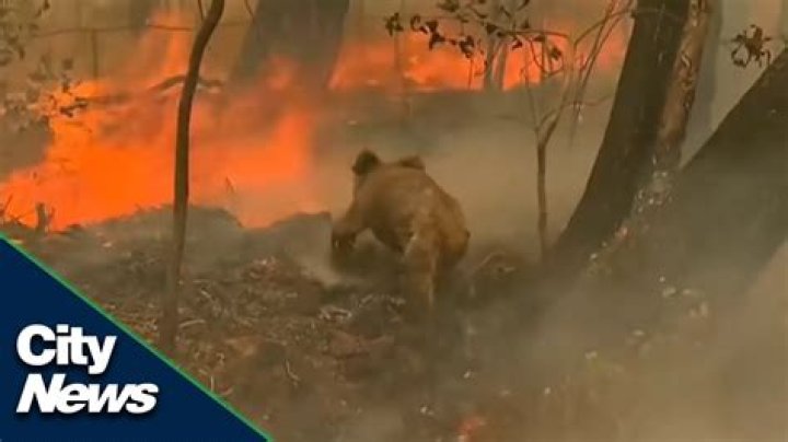 How many animals were killed in the Amazon Fire?