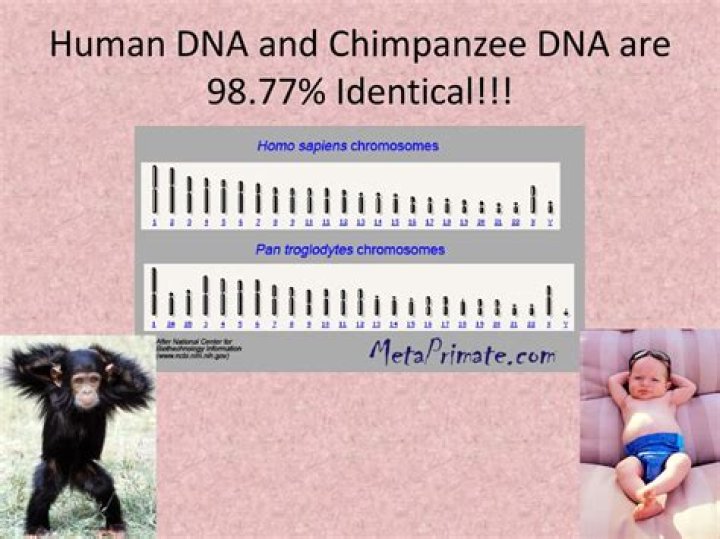 How many base pairs are in a chimpanzee genome?