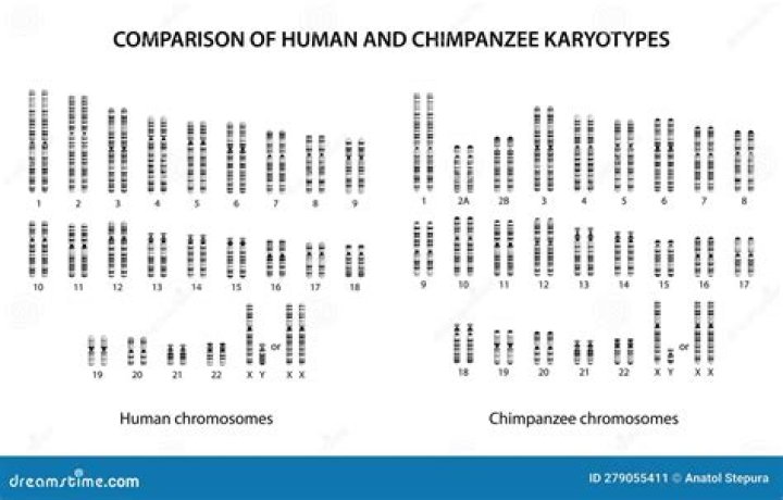 How many chromosomes are in chimpanzee?
