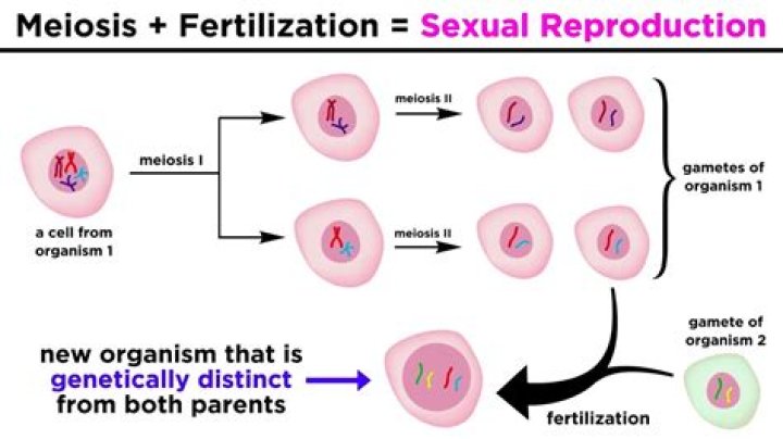 How many gametes do females produce?