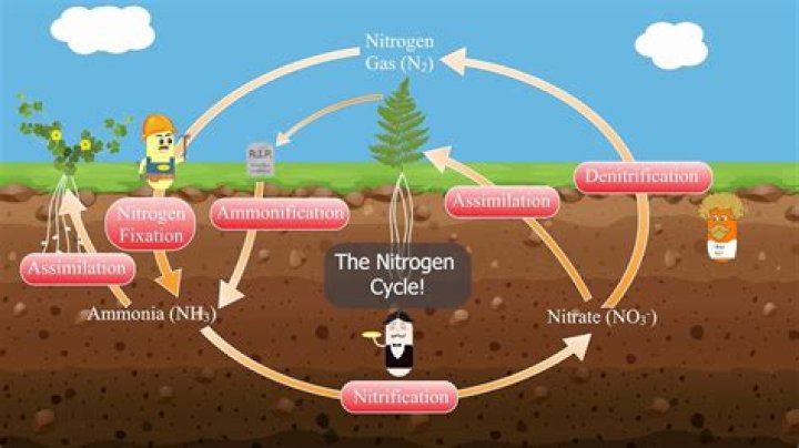 How many pounds of nitrogen does grass need per year?