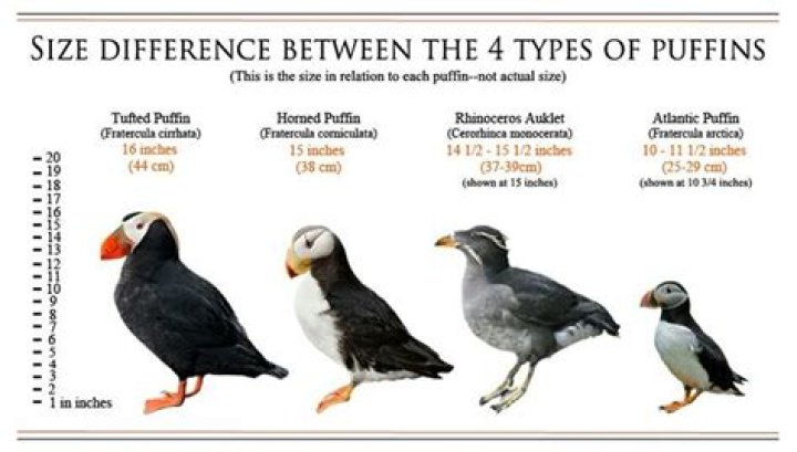 How many puffins are there in the UK?