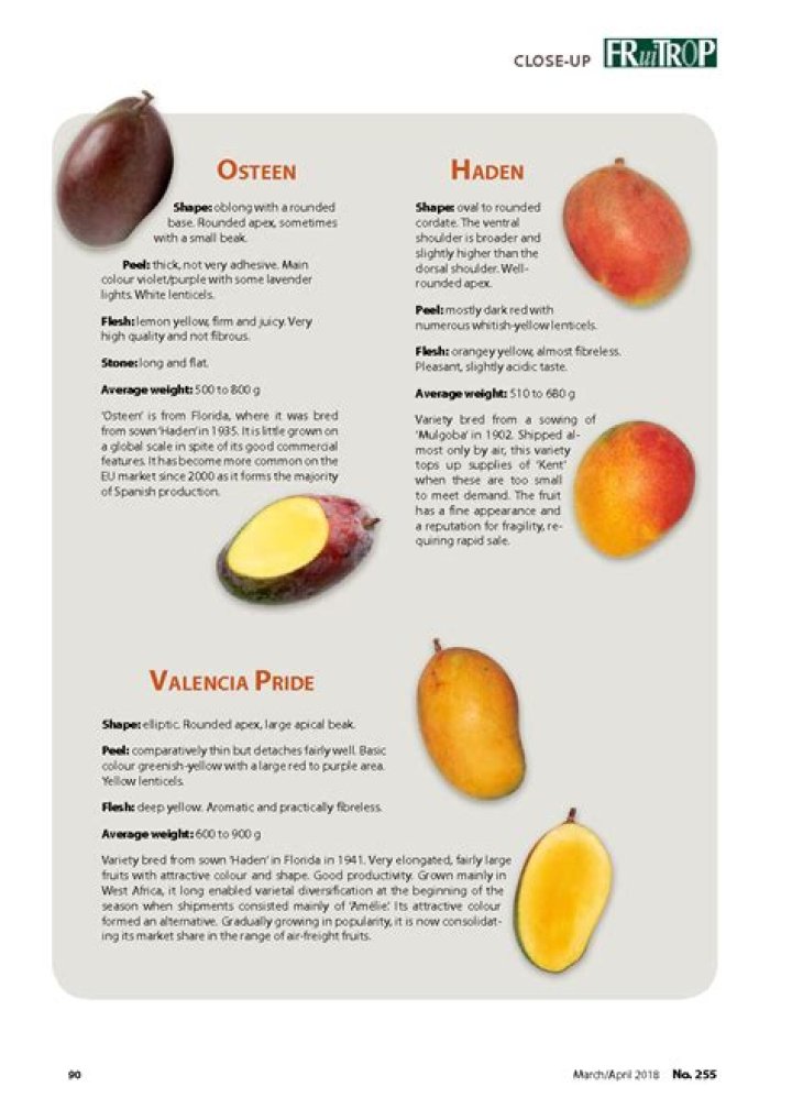 How many types of mangoes are there in Florida?