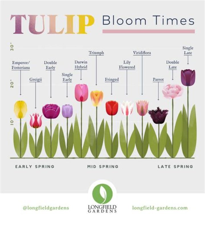 How many years will tulips last?