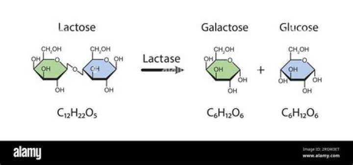 How much lactase is in a gallon of milk?