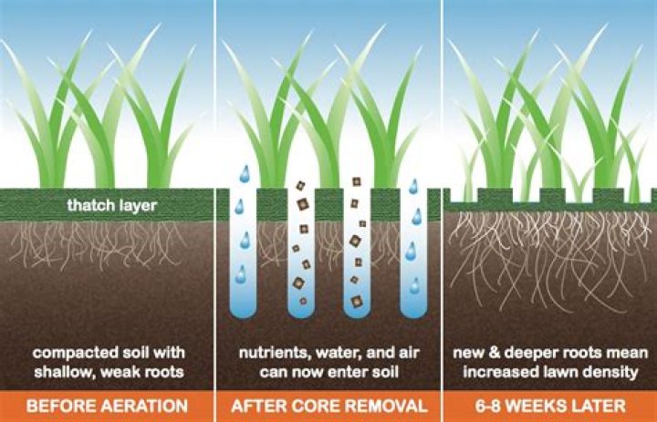 How much should aeration and overseeding cost?
