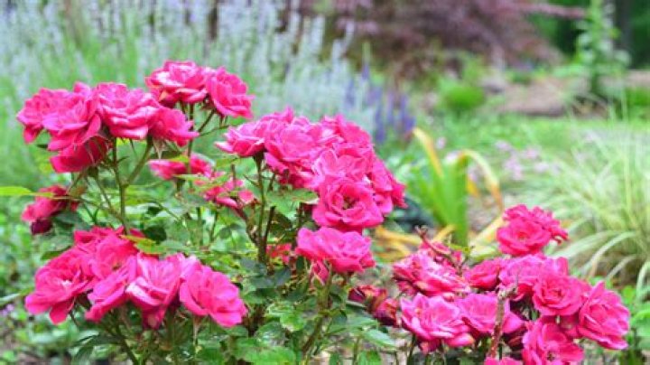 How much sun do Miniature roses need?