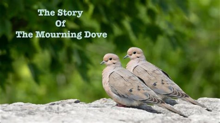 How often do mourning doves mate?