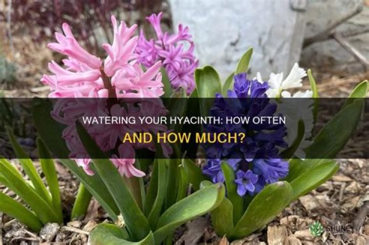 How often do you water hyacinth indoors?