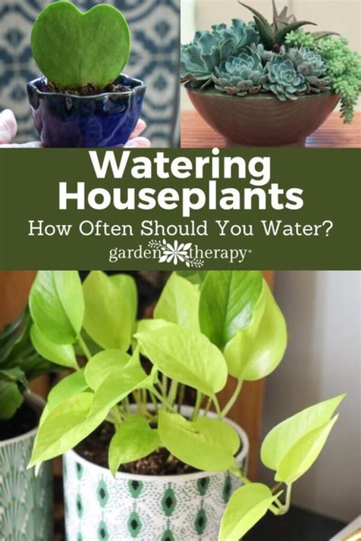 How often do you water pitcher plants?