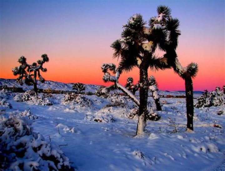 How often does it snow in Joshua Tree National Park?