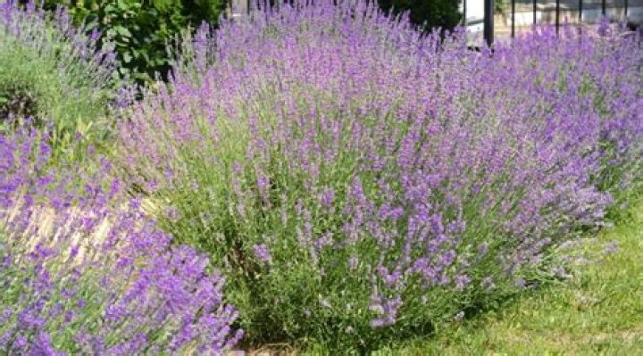 How tall and wide does lavender grow?