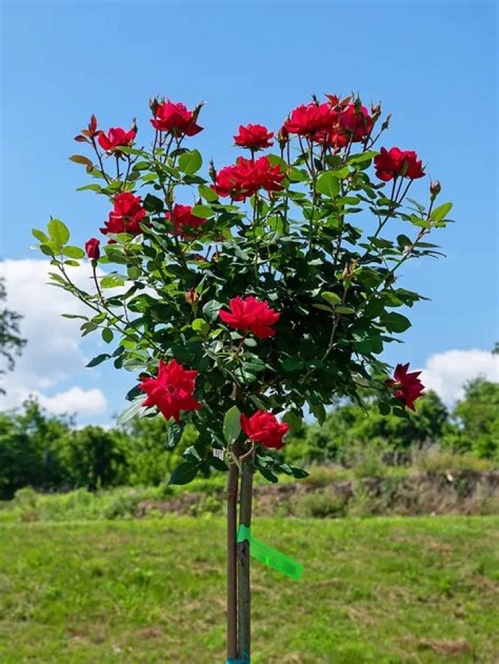 How tall do Knockout rose trees get?