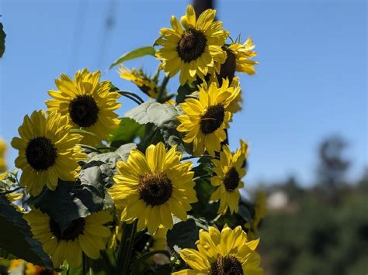 How tall do Lemon Queen sunflowers get?