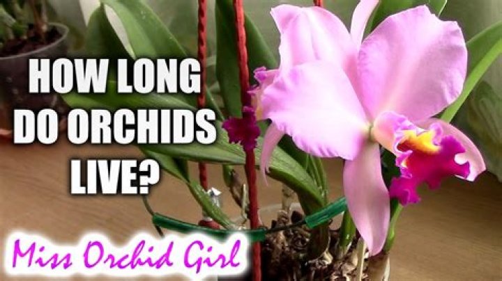 How tall do mini orchids get?