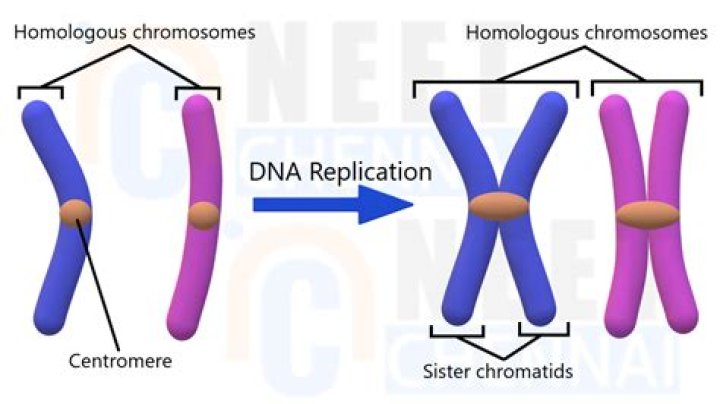 In what ways are homologous chromosomes similar?