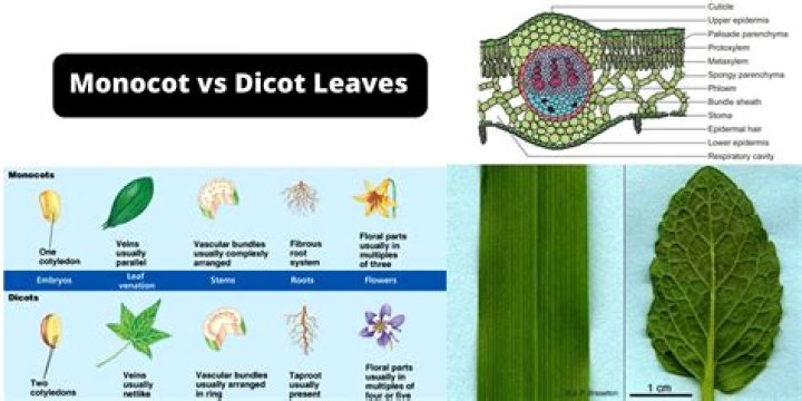 Is a gladiolus a monocot or dicot?