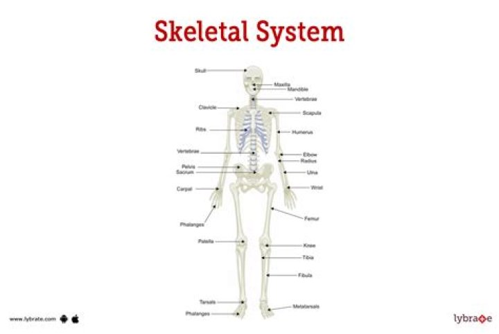 Is cartilage part of the skeletal system?