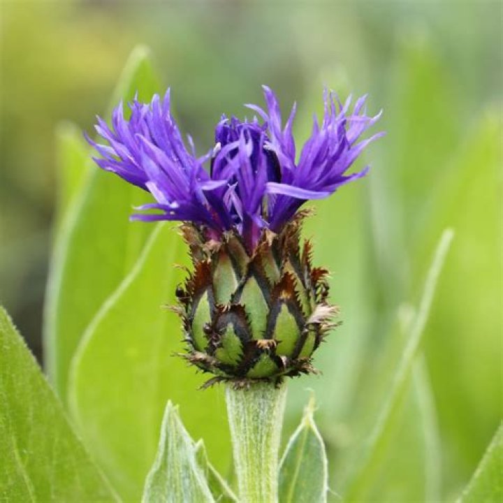 Is Centaurea montana invasive?
