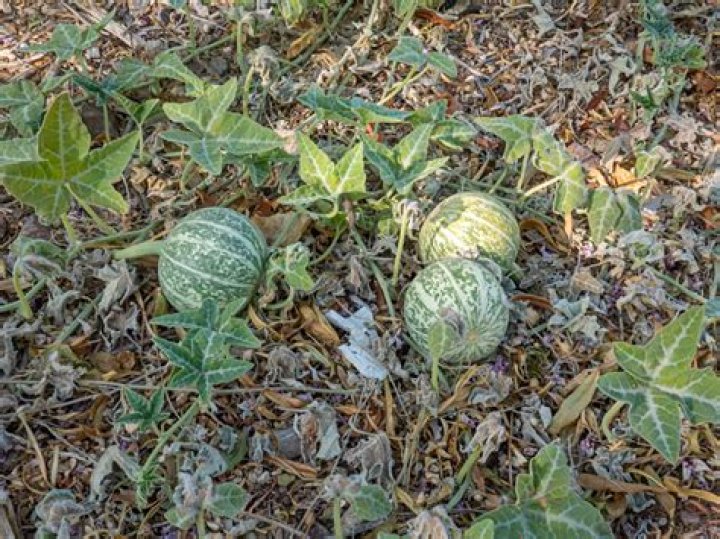 Is Coyote melon edible?