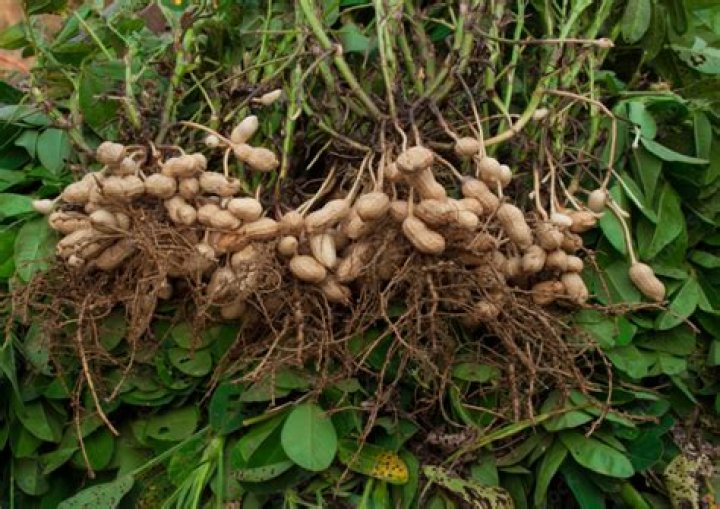 Is Groundnut a climbing plant?
