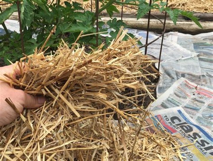 Is it good to put newspaper under mulch?