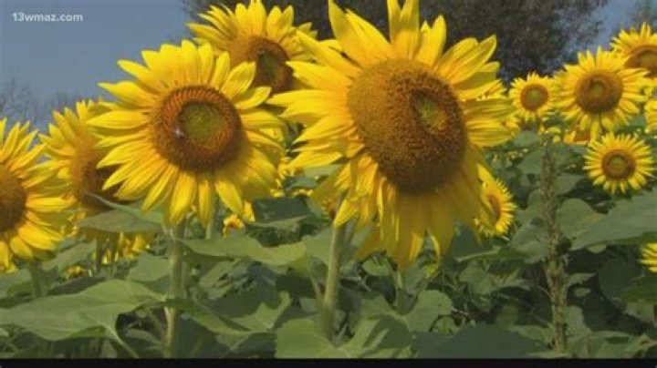 Is it true that sunflowers follow the sun?