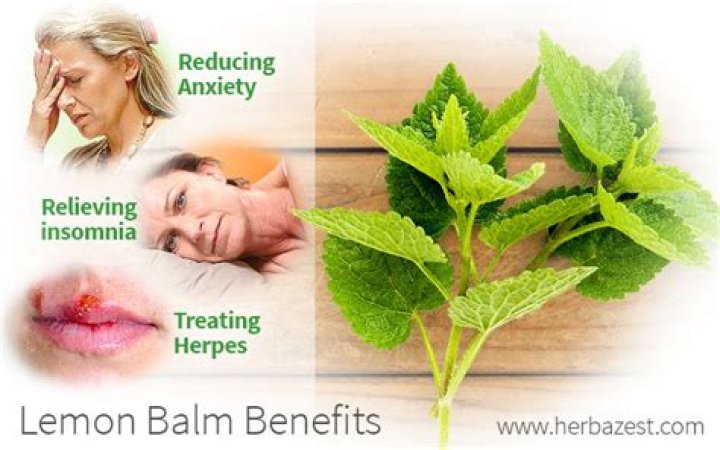 Is Lemon balm safe to take?