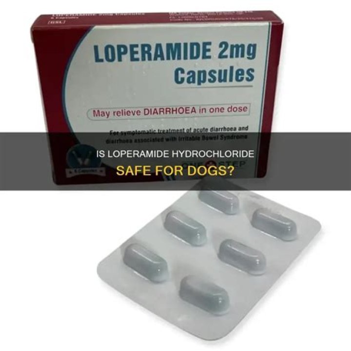 Is loperamide dangerous for dogs?