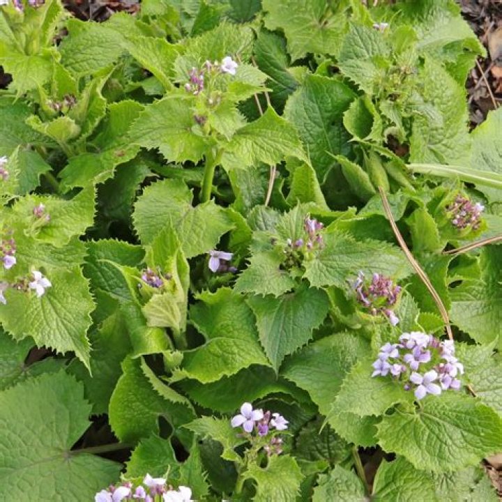 Is Lunaria poisonous?