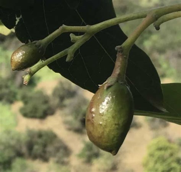 Is Mexicola avocado self pollinating?
