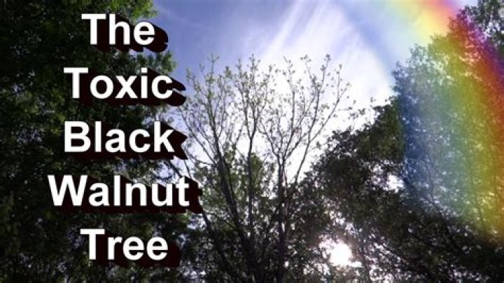 Is my black walnut tree dying?