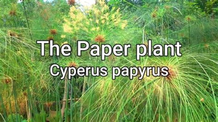 Is Papyrus a tree?