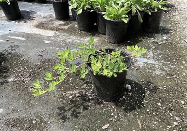 Is perennial peanut salt tolerant?