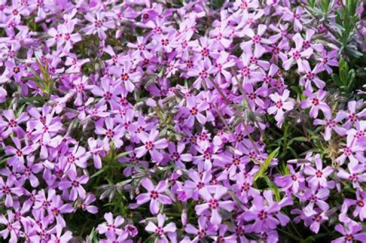 Is phlox a perennial UK?