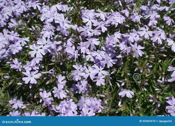 Is phlox Subulata Evergreen?